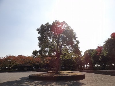 晴れた公園で撮影した木